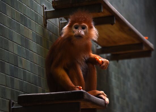 Cities of the world. Berlin Zoological Garden