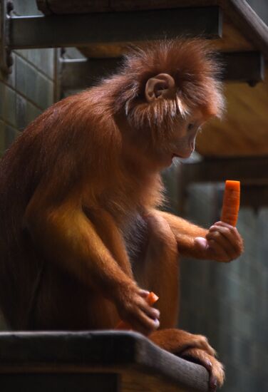 Cities of the world. Berlin Zoological Garden