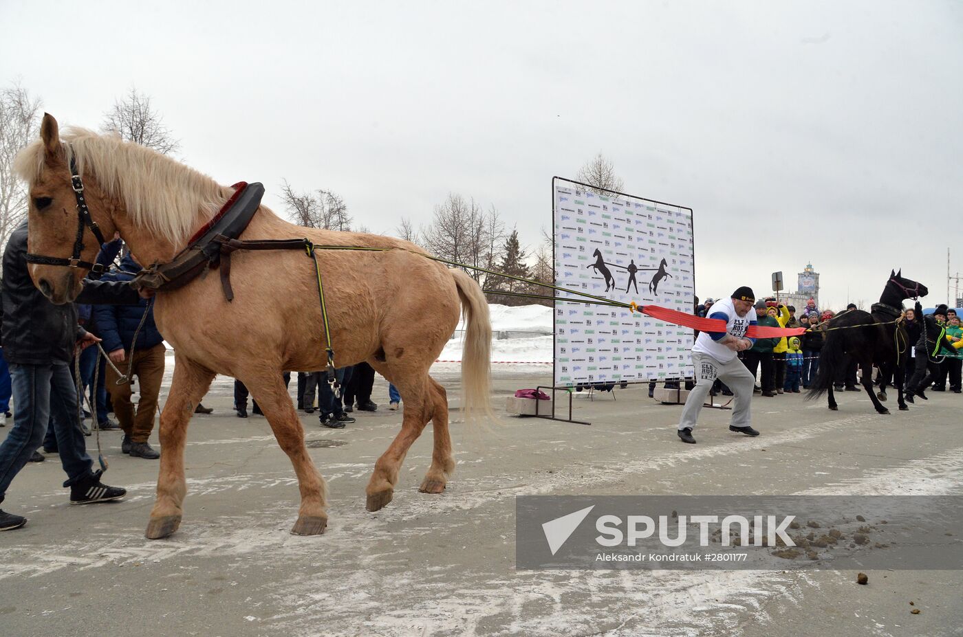 Chelyabinsk strongman Elbrus Nigmatullin performs unique stunt of restraining two horses