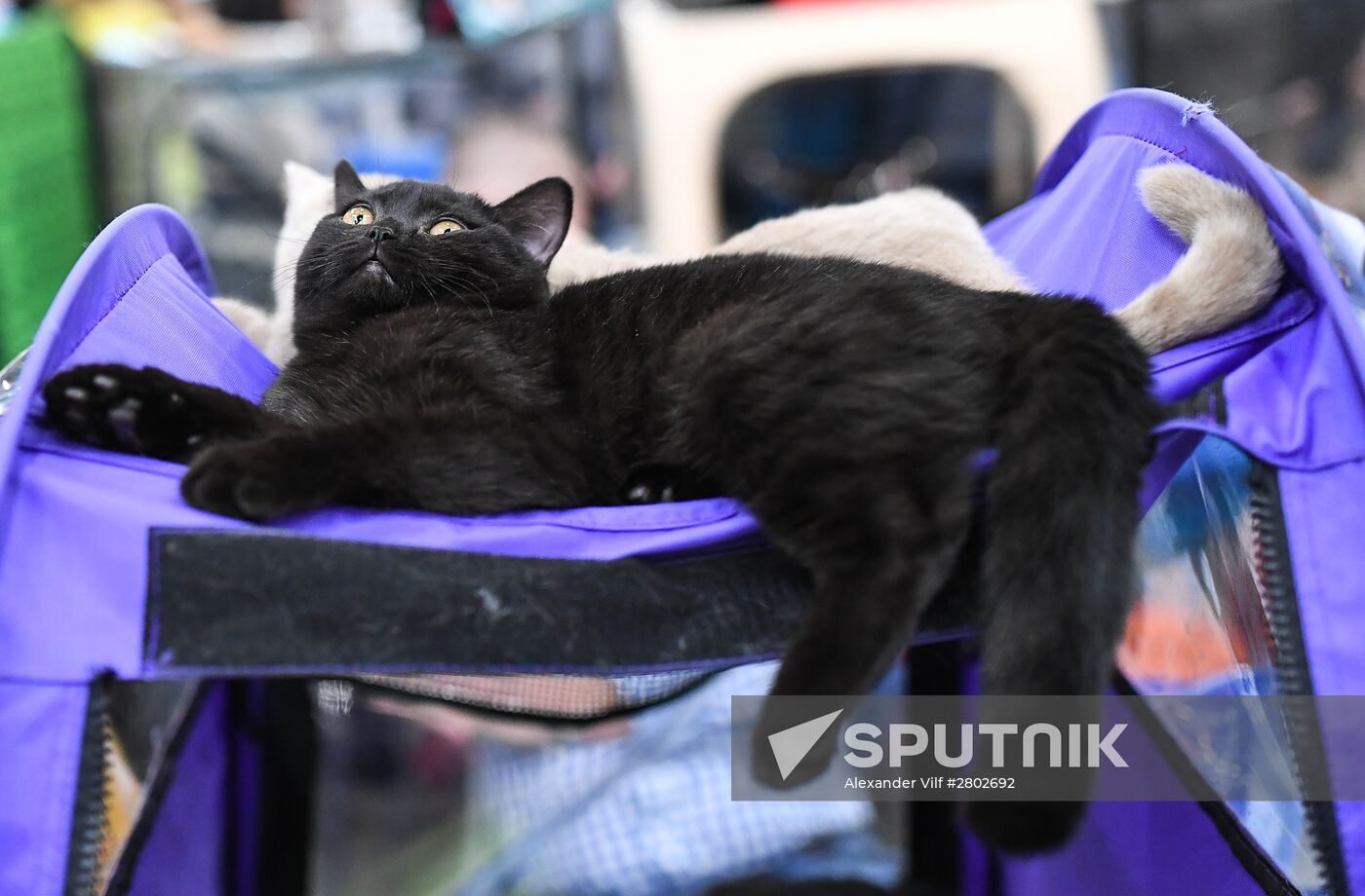 2016 Catsburg international cat show