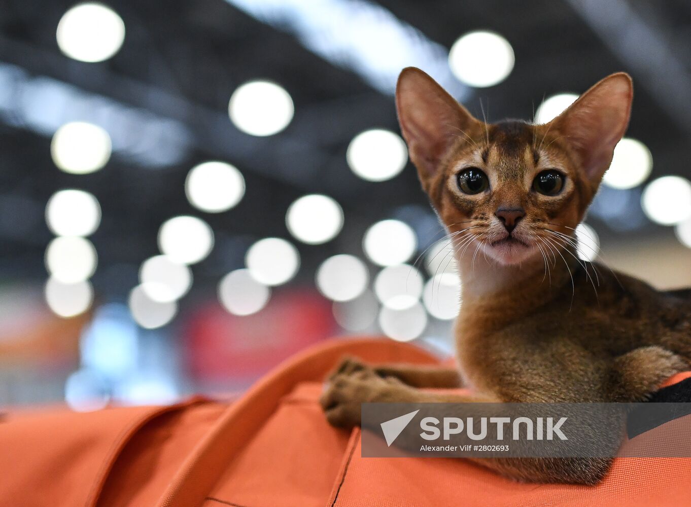 2016 Catsburg international cat show