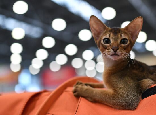 2016 Catsburg international cat show