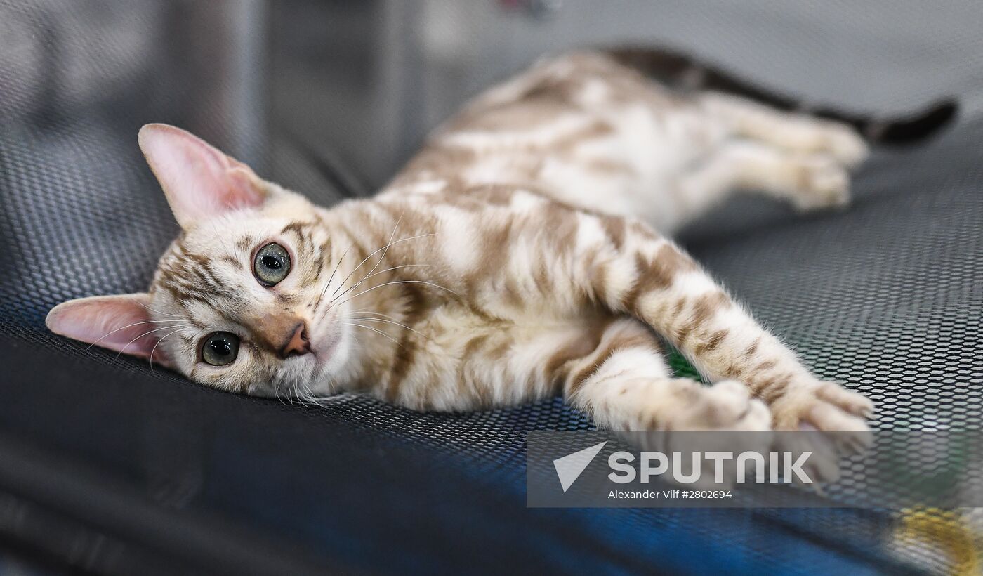 2016 Catsburg international cat show