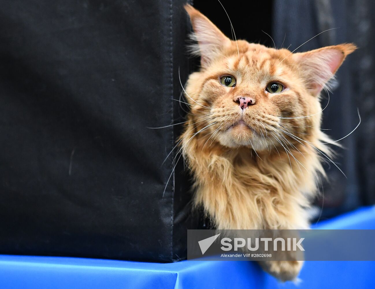 2016 Catsburg international cat show