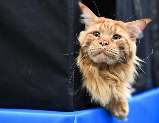 2016 Catsburg international cat show