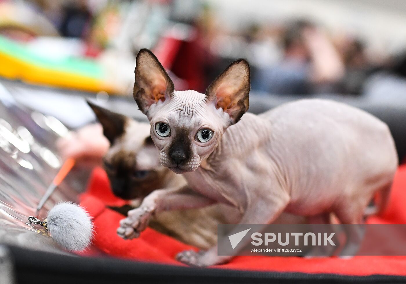 2016 Catsburg international cat show