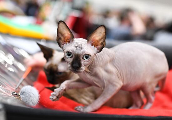 2016 Catsburg international cat show