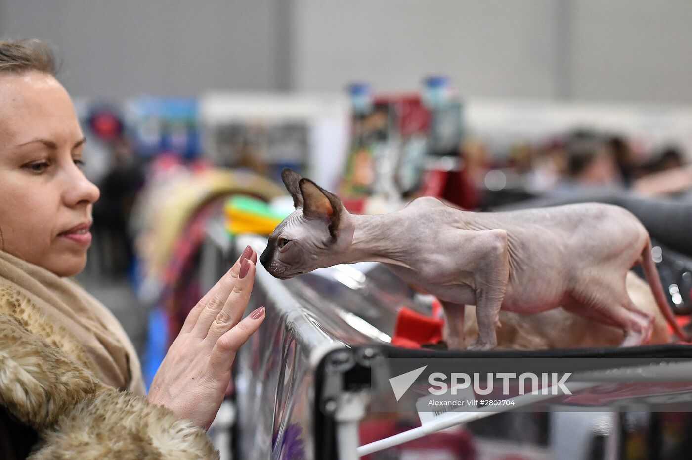2016 Catsburg international cat show