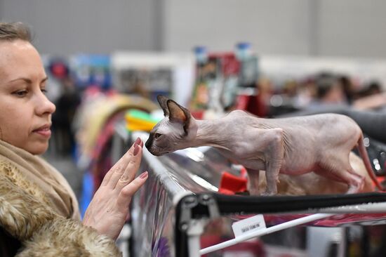 2016 Catsburg international cat show