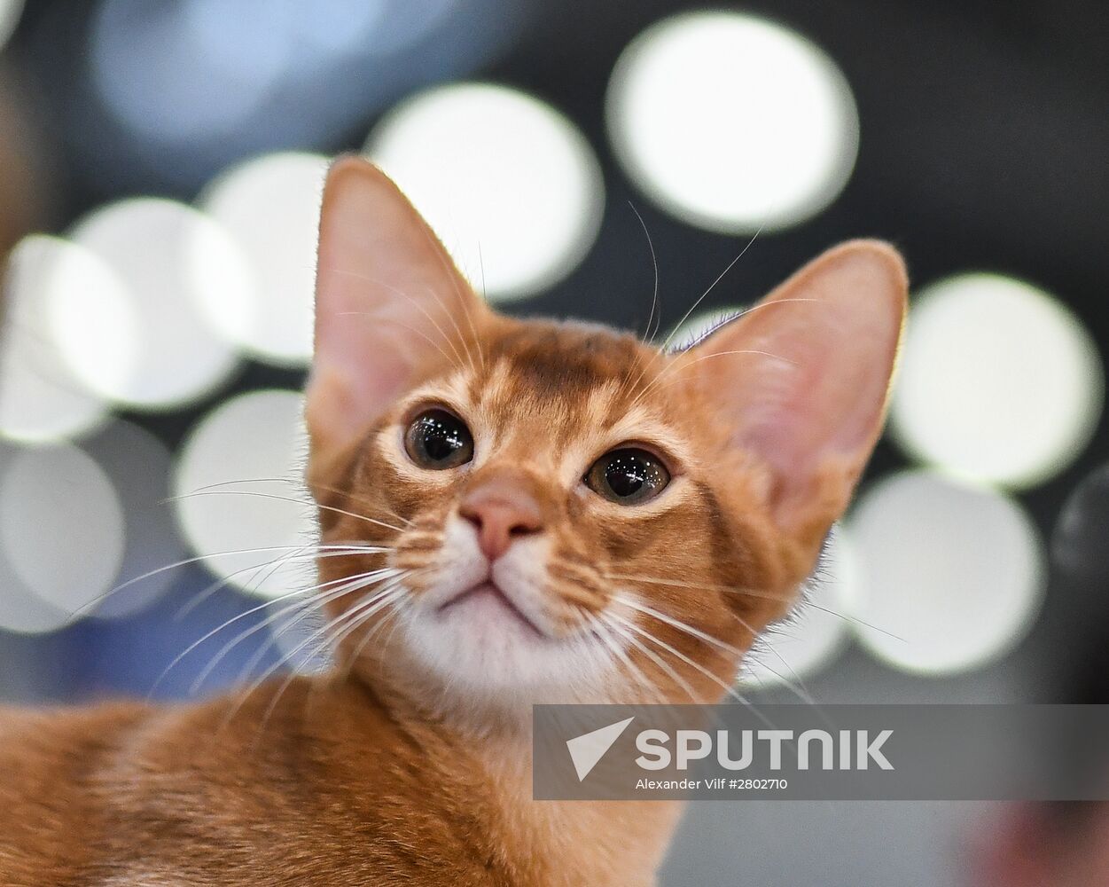 2016 Catsburg international cat show
