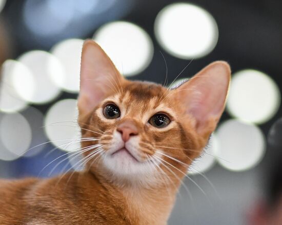 2016 Catsburg international cat show