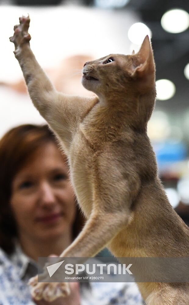 2016 Catsburg international cat show