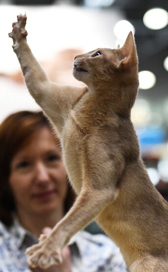 2016 Catsburg international cat show