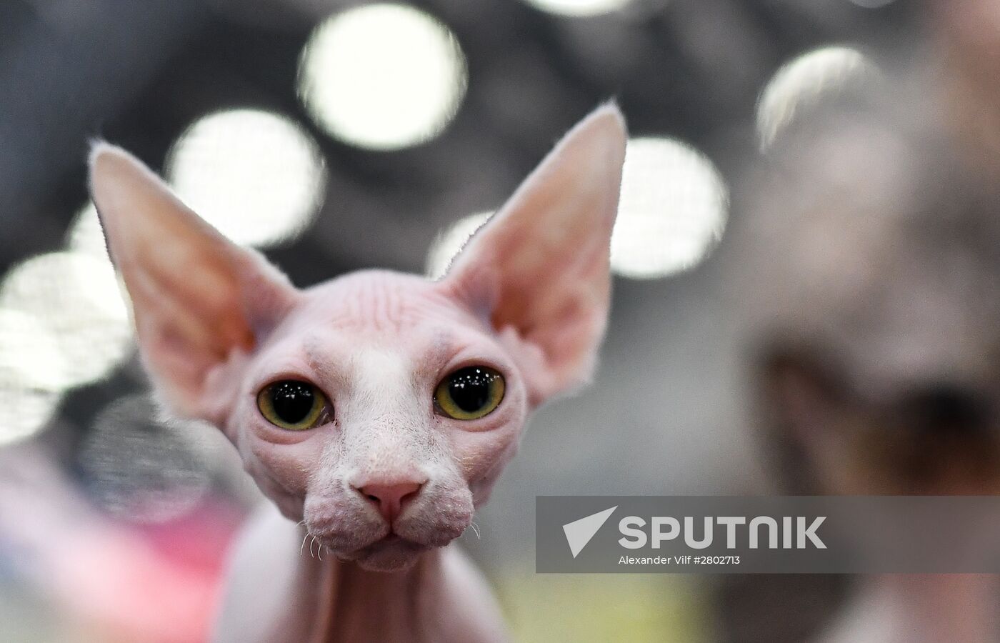 2016 Catsburg international cat show
