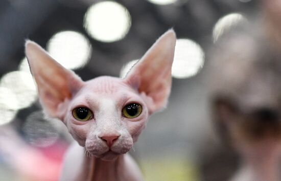 2016 Catsburg international cat show