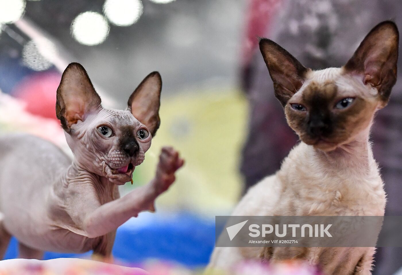 2016 Catsburg international cat show