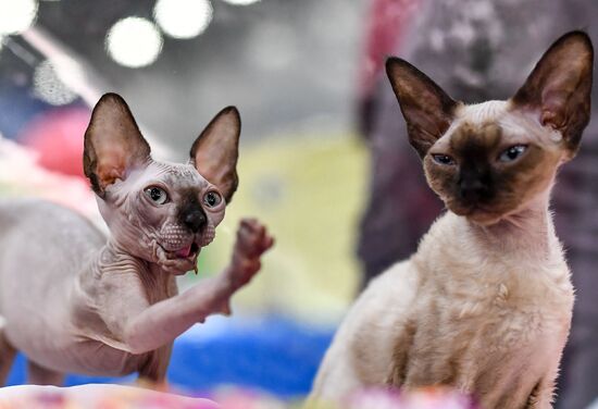 2016 Catsburg international cat show