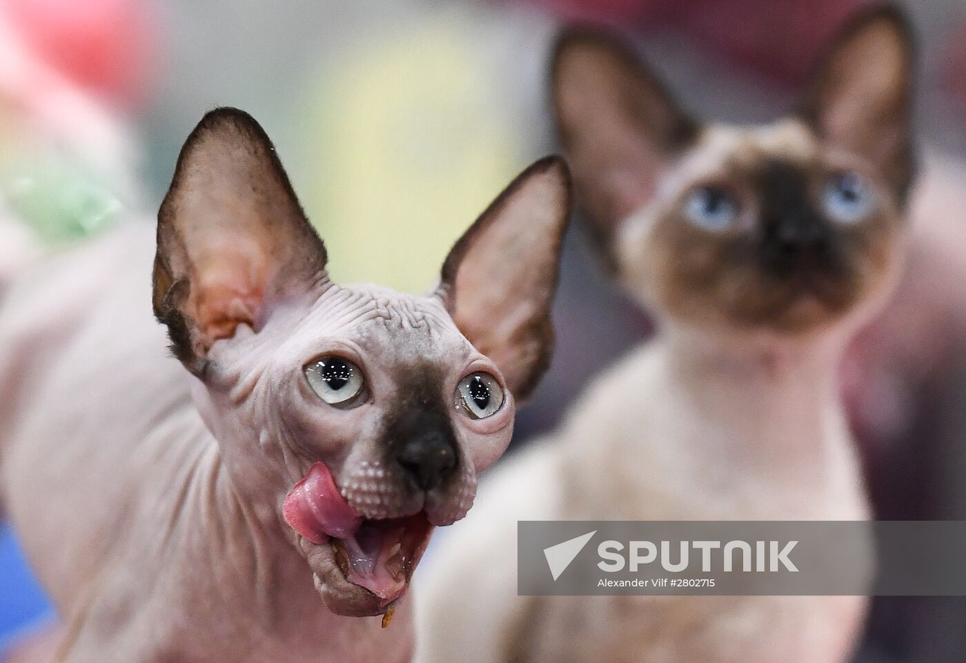 2016 Catsburg international cat show