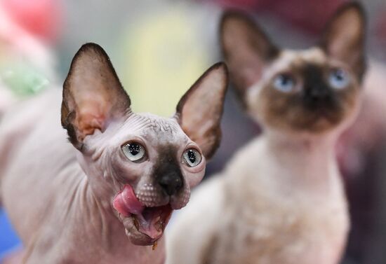 2016 Catsburg international cat show