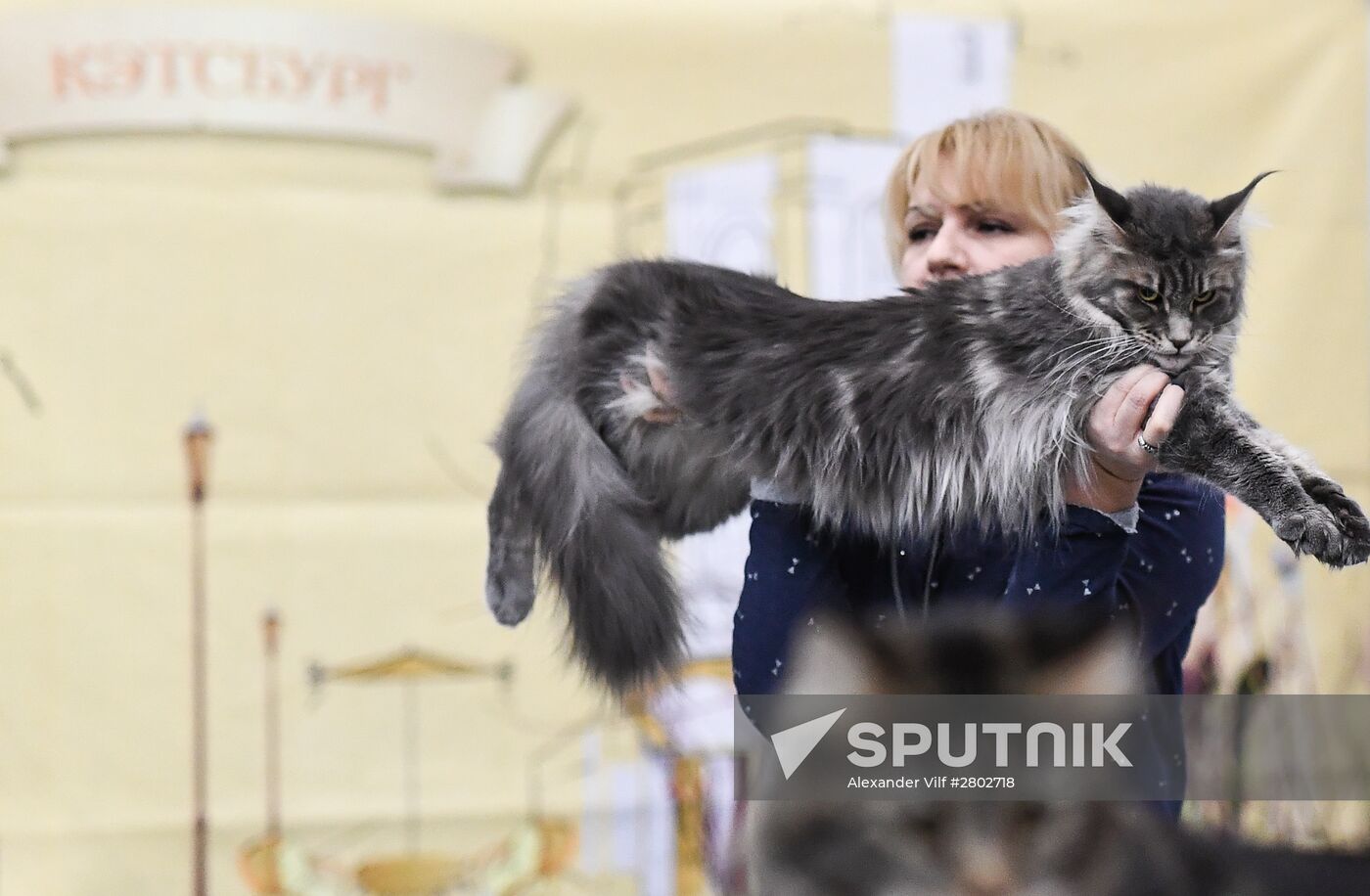 2016 Catsburg international cat show