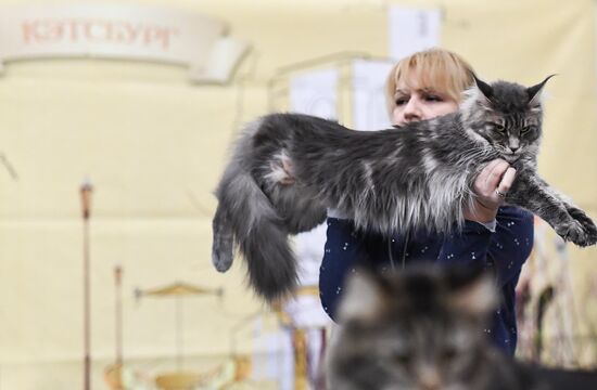 2016 Catsburg international cat show