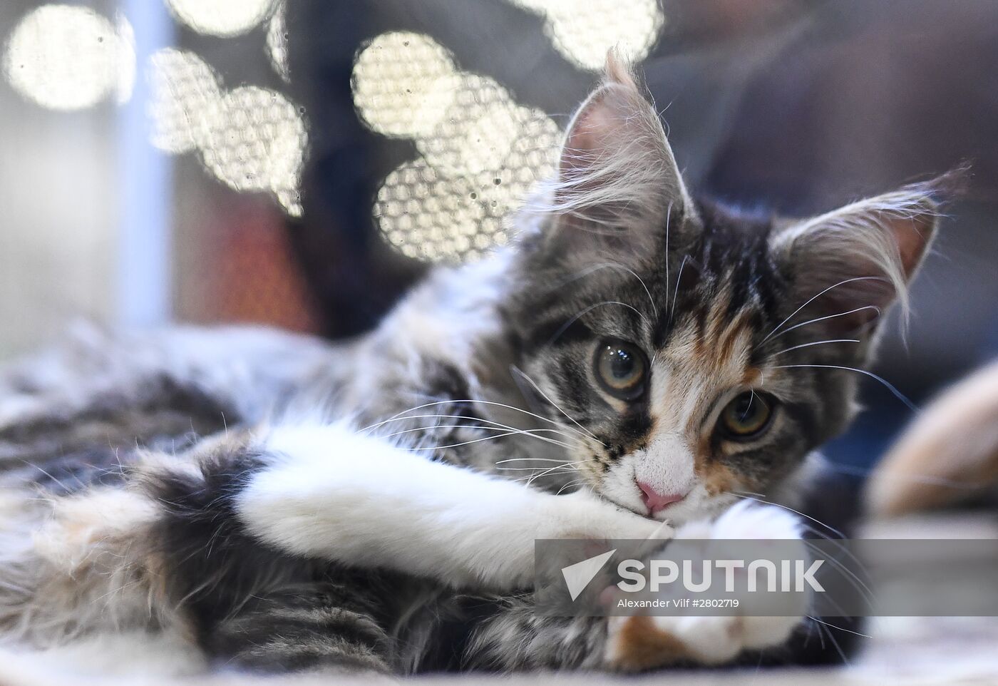 2016 Catsburg international cat show