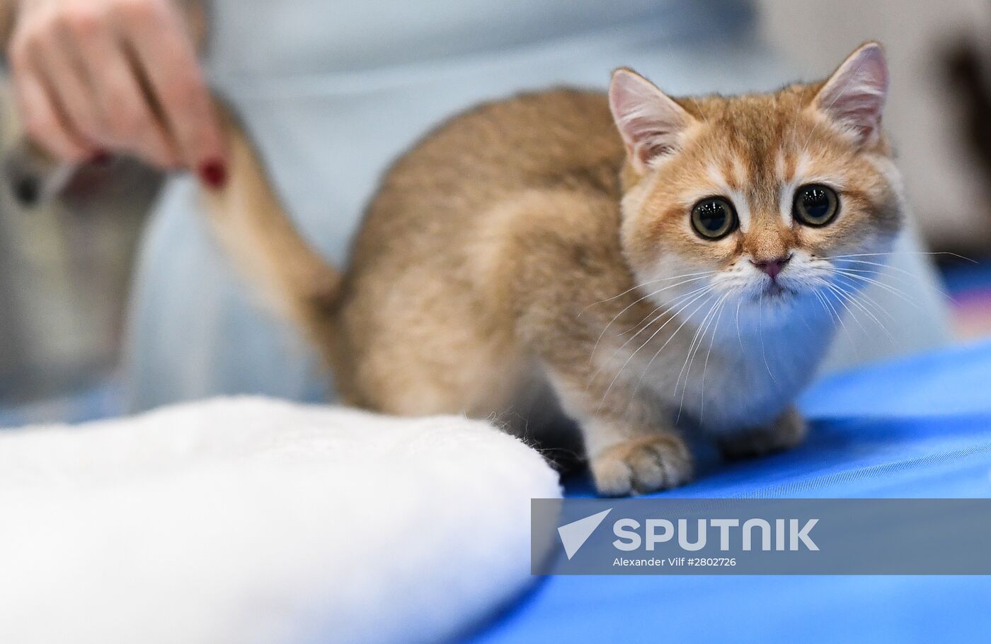 2016 Catsburg international cat show