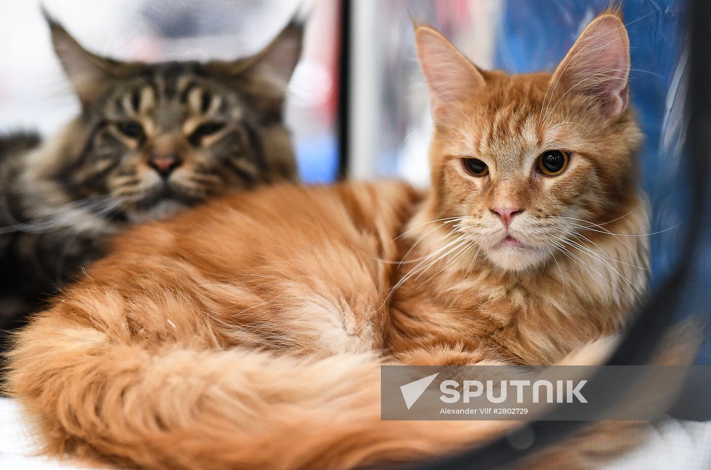 2016 Catsburg international cat show