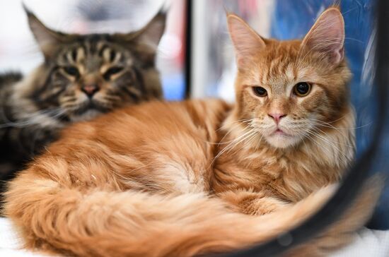 2016 Catsburg international cat show