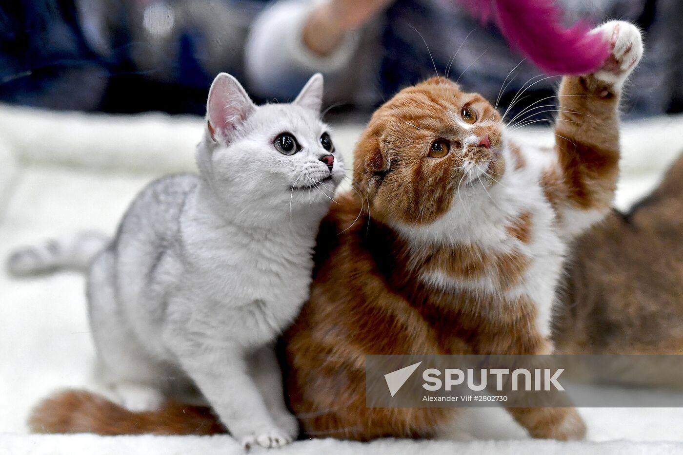 2016 Catsburg international cat show