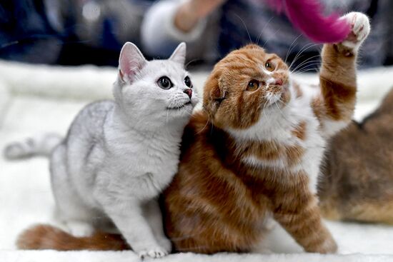 2016 Catsburg international cat show