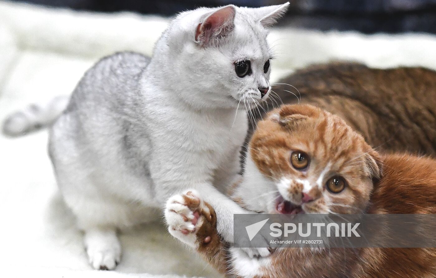 2016 Catsburg international cat show