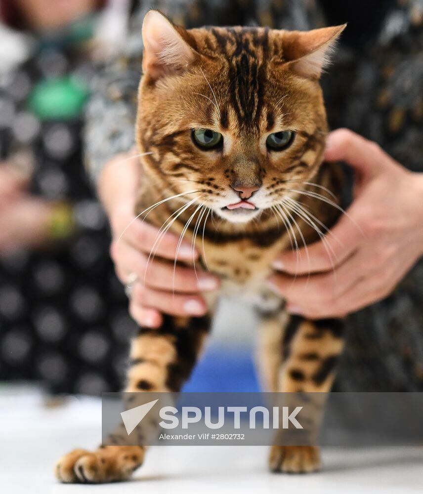 2016 Catsburg international cat show