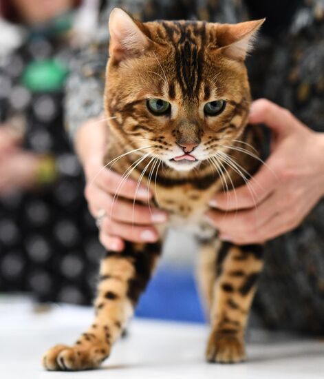 2016 Catsburg international cat show