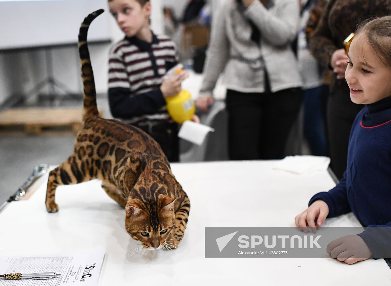 2016 Catsburg international cat show
