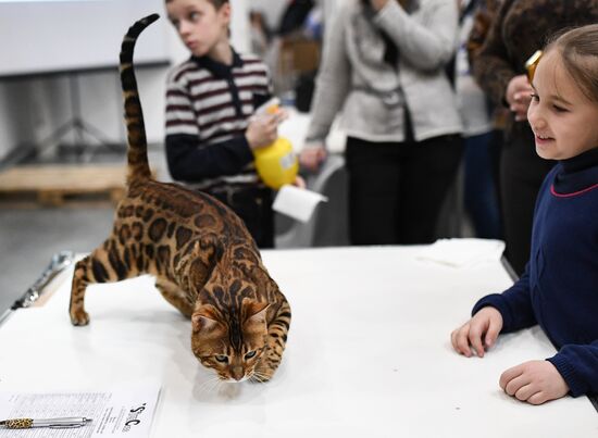 2016 Catsburg international cat show