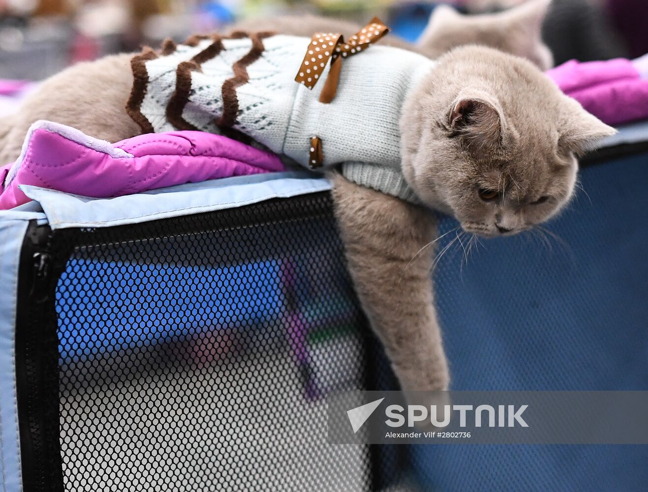 2016 Catsburg international cat show