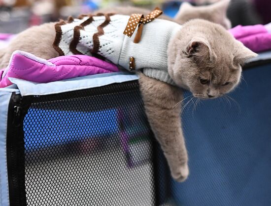 2016 Catsburg international cat show