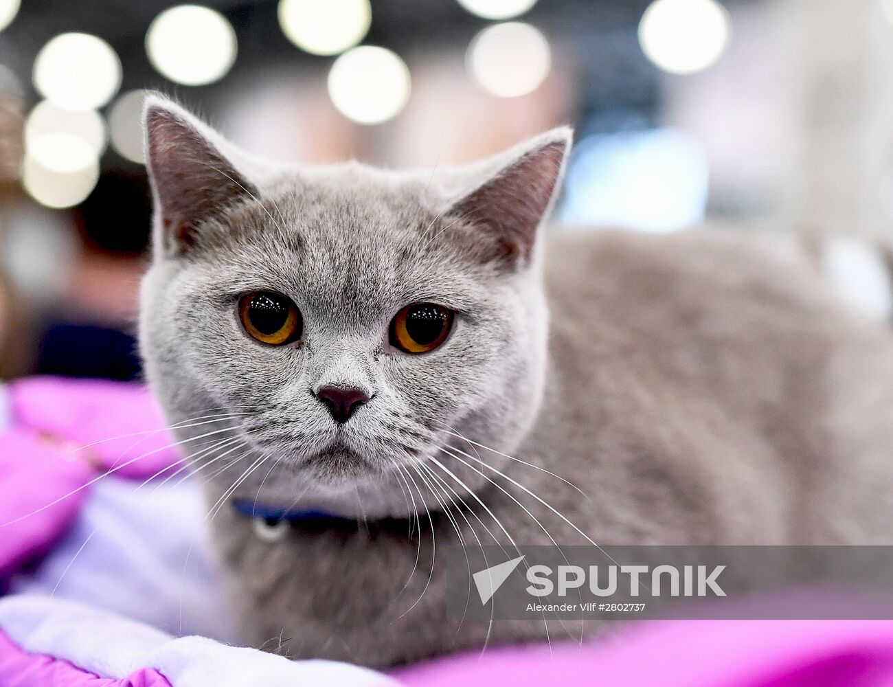 2016 Catsburg international cat show