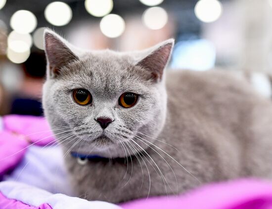 2016 Catsburg international cat show
