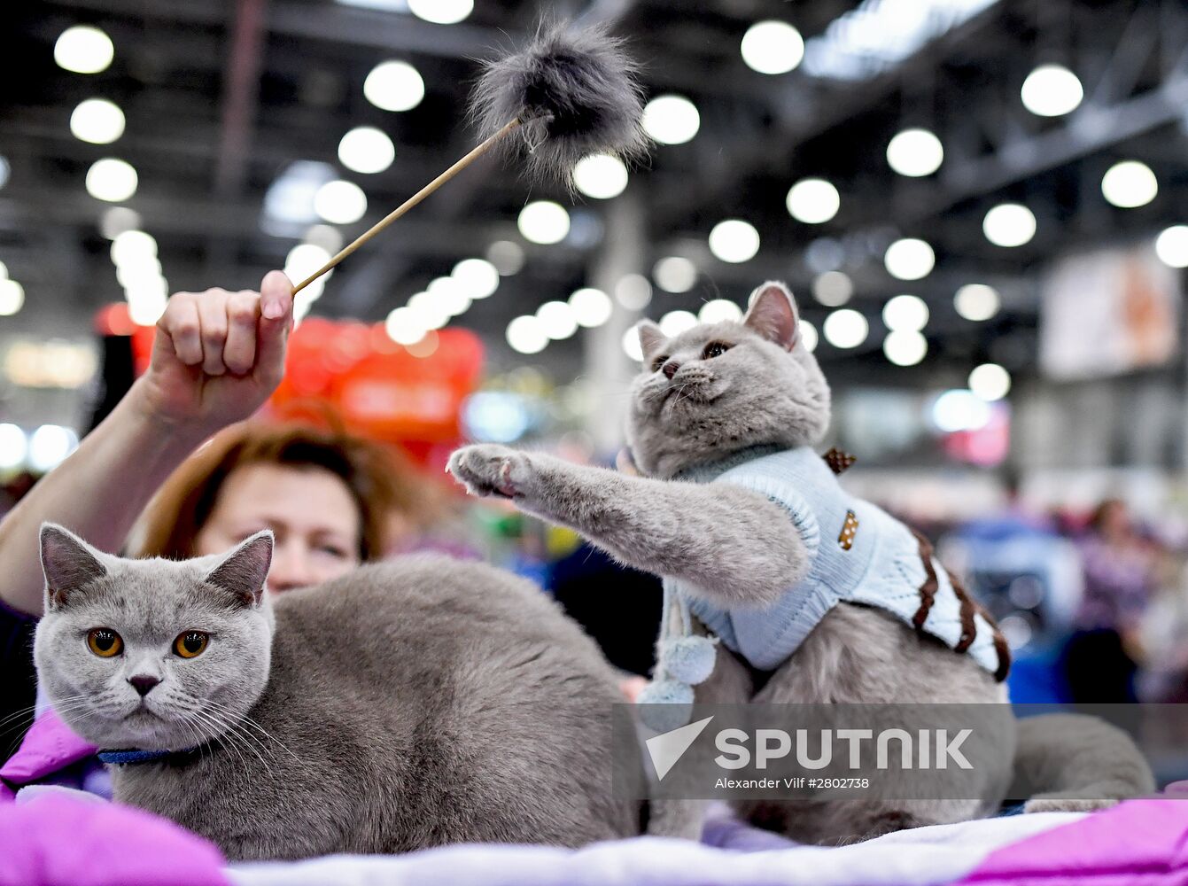 2016 Catsburg international cat show
