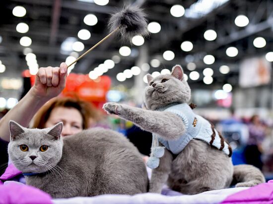 2016 Catsburg international cat show