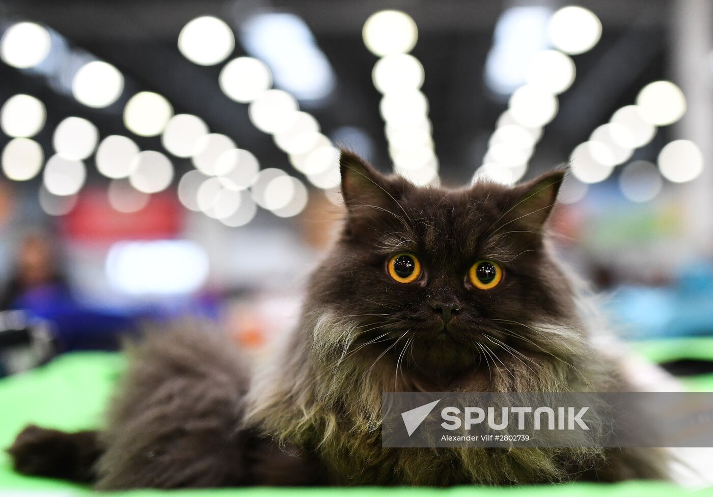 2016 Catsburg international cat show