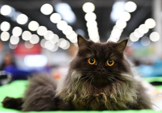 2016 Catsburg international cat show