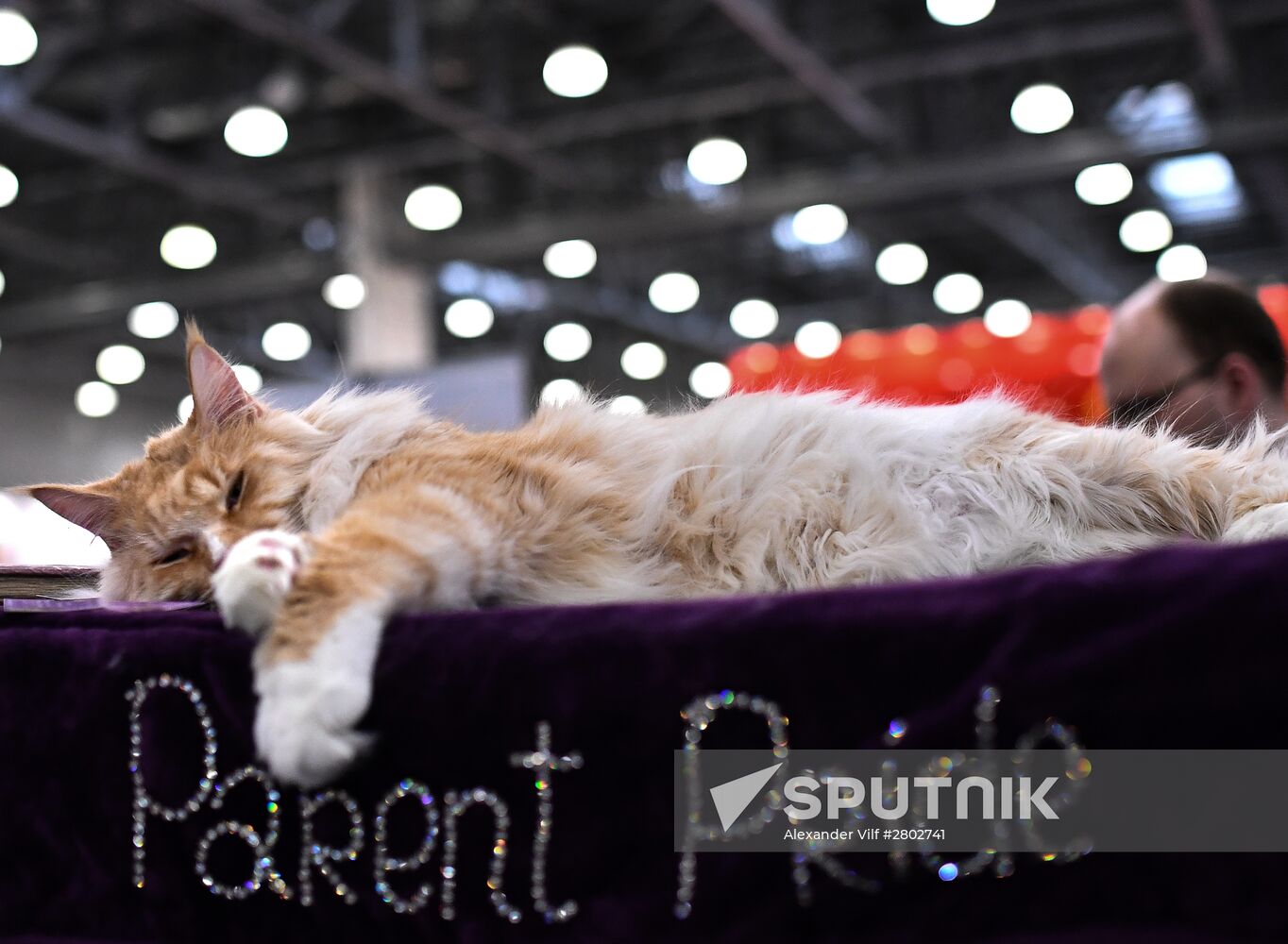 2016 Catsburg international cat show