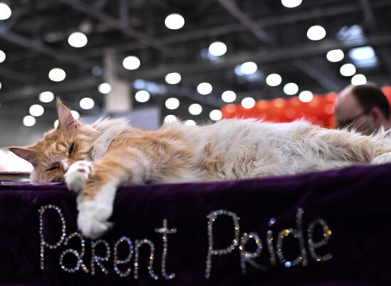 2016 Catsburg international cat show