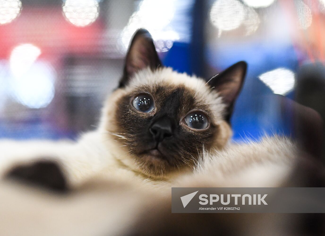 2016 Catsburg international cat show