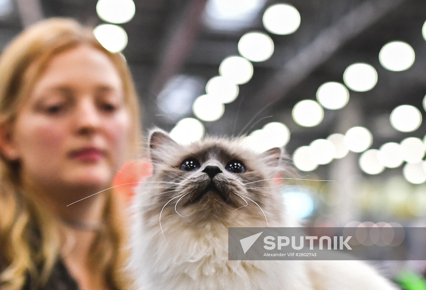 2016 Catsburg international cat show