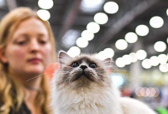 2016 Catsburg international cat show