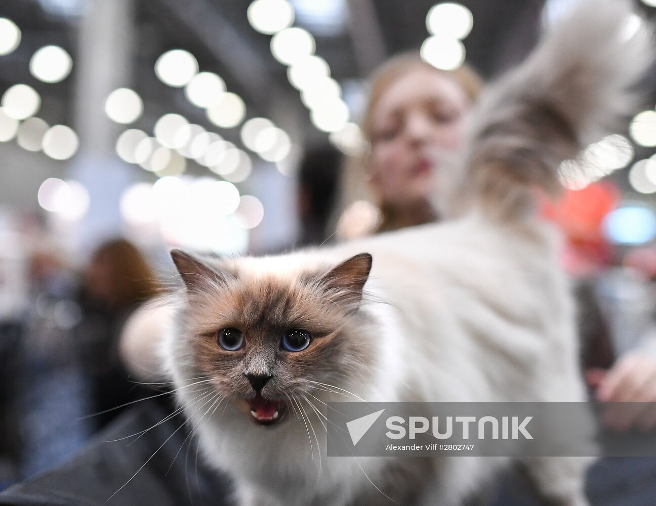 2016 Catsburg international cat show